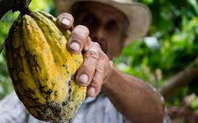 Nestle Introduces Nestle Cocoa Plan To Promote Sustainable Sourcing