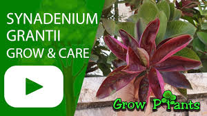 Image result for Synadenium grantii