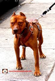 Red nose pitbull puppies for sale from us have been bred with the best pedigree, form and attitude. Pin On I Like Dags