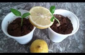 طريقة زراعة الطماطم بالبذور من طماطم موجودة بالثلاجة youtube lemon tree from seed fruit garden vertical garden diy