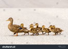 A Mother Duck And Her Ducklings Crossing A Road In A Line There Are Seven Ducklings Following T Ducklings Photographer Business Card Template Wildlife Animals