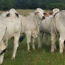 See more of brahman cattle for sale. Molopo Manso Andre Kock Limpopo