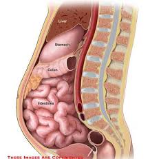 Anatomical position the colon averages 150cm in length, and can be divided into four parts (proximal to distal): Intestines Anatomy Exhibits