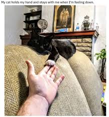 Tlc pet food coupon codes, tlcpetfood.com coupons june 2021. 19 Times Cats Were Nice