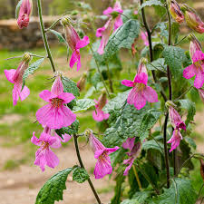 Image result for Aeollanthus rehmannii