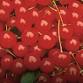National Cherry Festival