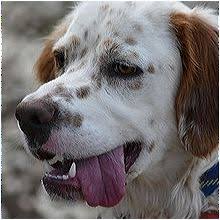 895 likes · 10 talking about this. North Carolina English Setter Rescue Adoptions Rescue Me