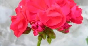The Meaning Of A Red Geranium Ehow Com Geraniums Potted Geraniums Red Geraniums