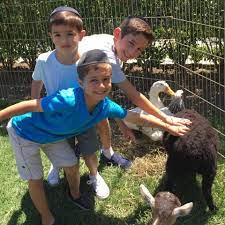 They have a nice diversity in the zoo, there are white tigers, lions, bears, and the goats are an absolute riot. Traveling Pony And Petting Zoo Rental Www Ponyandpals Com