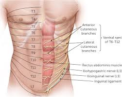 The abdomen (colloquially called the belly, tummy, midriff or stomach) is the part of the body between the thorax (chest) and pelvis, in humans and in other vertebrates. Abdominal Wall Pain Clinical Evaluation Differential Diagnosis And Treatment American Family Physician