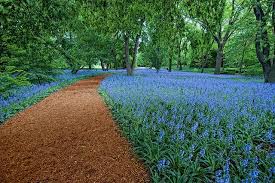 Bluebell Wood Brooklyn Botanical Garden Botanical Gardens Landscaping Inspiration