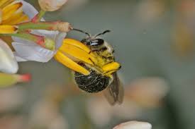 Image result for Lipotriche