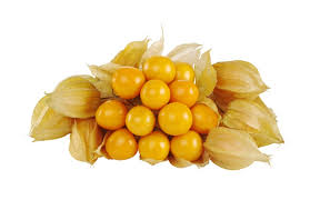The fruit consists of numerous small yellow seeds. Cape Gooseberry