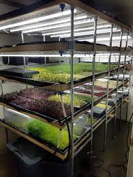 Microgreens Our New Grow Room Setup Is Working Out Swell Gardening Garden Diy Home Flo Garden Tools Design Microgreens Growing Indoor Indoor Microgreens