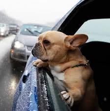 They simply want to roll around and play. Traveling In The Car With Your French Bulldog 7 Simple Steps