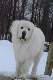 Great pyreneess have an average exercise need. Polish Tatra Sheepdog Duzo Polish Tatra Sheepdog Sheepdog Pyrenees Puppies