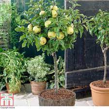 Patio & dwarf fruit trees. Apple Golden Delicious Mini Fruit Tree Plants Thompson Morgan