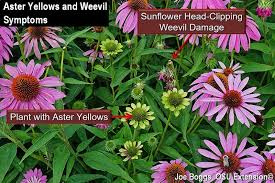 Free for commercial use no attribution required high quality images. Coneflower Calamities Bygl