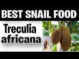 Image result for Treculia