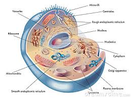 Plant cell ki khoj kisne ki. Koshika Kya Hai 9th Class Biology