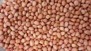 Jul 25, 2018 · sow seeds one inch deep, place in the sunniest spot possible, and water weekly. Peanut Spanish Peanuts Untreated Seeds Heirloom Organically Grown Spanish Peanuts Homemade Peanut Butter Organic Seeds