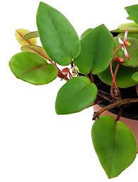 Image result for Begonia elaeagnifolia