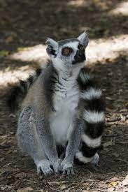 Monkeys South Africa Animals Wild Pet Birds African Animals