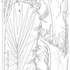 Image result for Eremospatha cuspidata