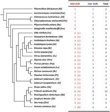 Anyone else like the large version of the estes der red max ? Frontiers Evolution And Functional Divergence Of Sun Genes In Plants Plant Science