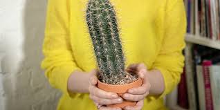 How do i use the cacti report feature? Repot A Cactus Safely