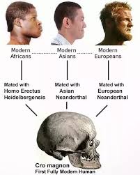 Researchers also found added evidence that these inherited genes could affect biological processes and neurological. Did Homo Neanderthalensis And Homo Sapiens Interbreed Quora
