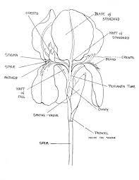 Pin On Flower Inspiration4