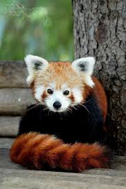 Red Panda Panda Roux Bebes Animaux Animaux