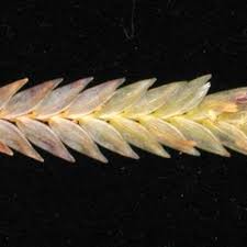 Image result for Eragrostis inamoena