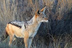 As a symbol in different cultures, jackal has a very important meaning. 50 Free Jackal Nature Images
