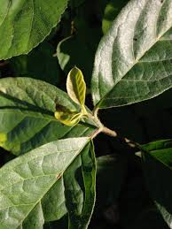 Image result for Ehretia cymosa