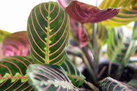 'lemon lime' has foliage in various shades of green, with a bold. Prayer Plant Indoor Plant Care Growing Guide