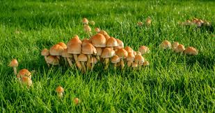 Beer works wonders but can get expensive if you have a large fairy ring as i do. Are Mushrooms Bad For Your Lawn How To Kill Lawn Mushrooms
