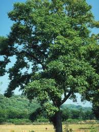 Image result for Pterocarpus