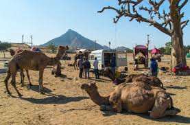 If not treated, it can lead to infection because of the open skin left by the bite. One Treatment Saves Two Lives In India Spana