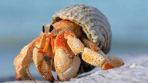 Trying to adopt 2 neglected hermit crabs. Male Hermit Crabs Evolved Larger Sex Organs To Avoid Losing Homes