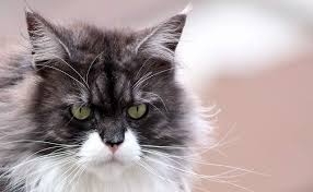 Cat breeds with ear tufts: Do All Maine Coon Cats Have Ear Tufts Maine Coon Central