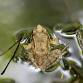 Nature Time: Frogs