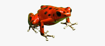 We did not find results for: Poison Dart Frog Png Free Download Poison Dart Frog Transparent Png Download Kindpng