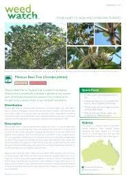 Image result for Indigofera circinella