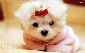 Cute Puppy Wallpapers Top Free Cute Puppy Backgrounds Wallpaperaccess Support us by sharing the content, upvoting wallpapers on the page or sending your own. cute puppy wallpapers top free cute