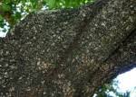 Image result for Spirostachys africana
