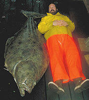 pacific halibut wikipedia