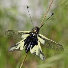 Image result for Afrosolen setifolius