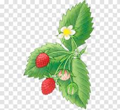 I remember my younger sisters loving strawberry shortcake when i was a kid. Virginia Strawberry Shortcake Drawing Fruit Grass Transparent Png